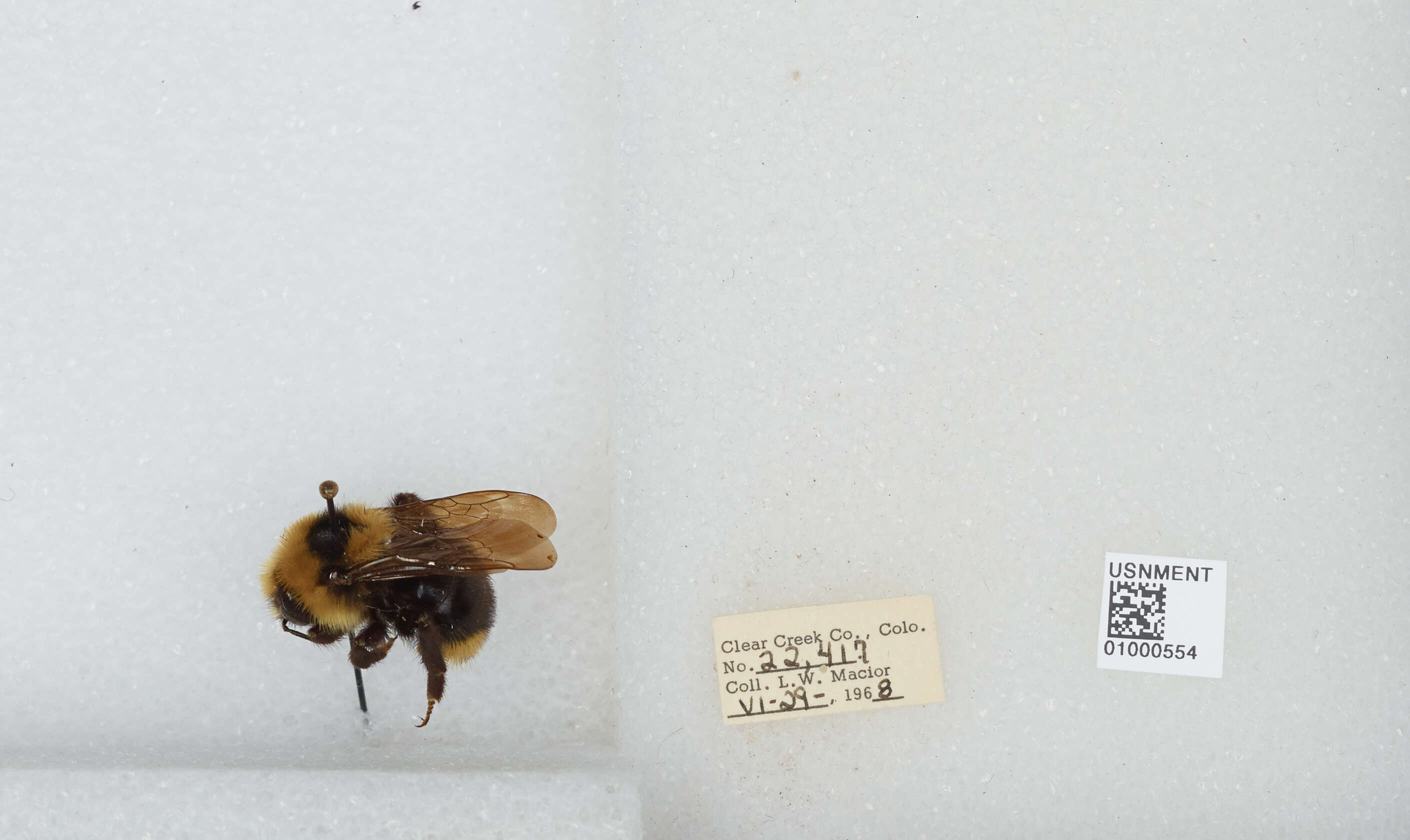 Image de Bombus insularis (Smith 1861)