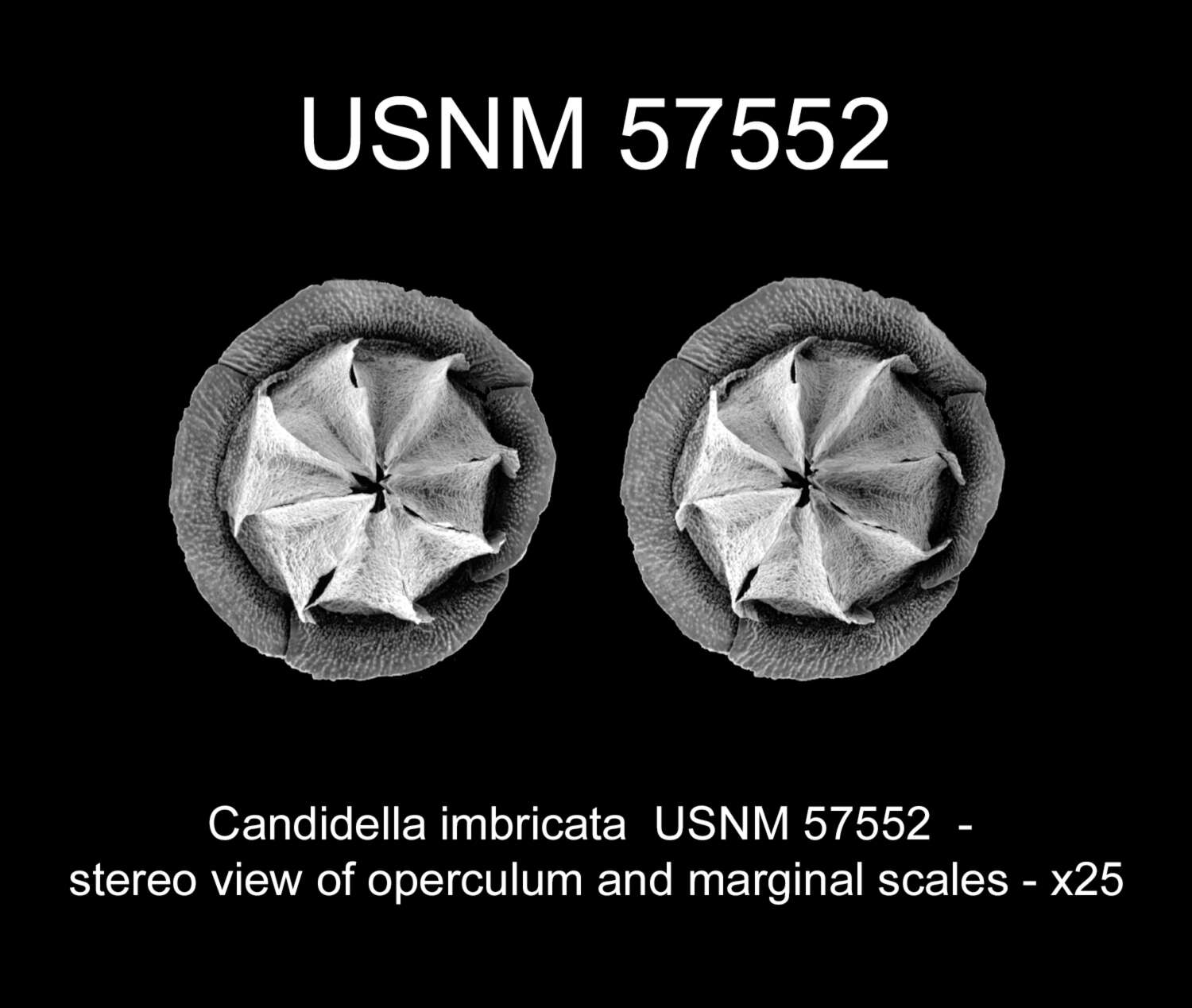 Imagem de Candidella imbricata (Johnson 1862)