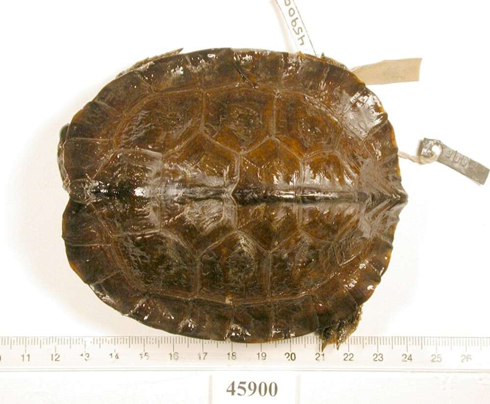 Image of Black River Turtle