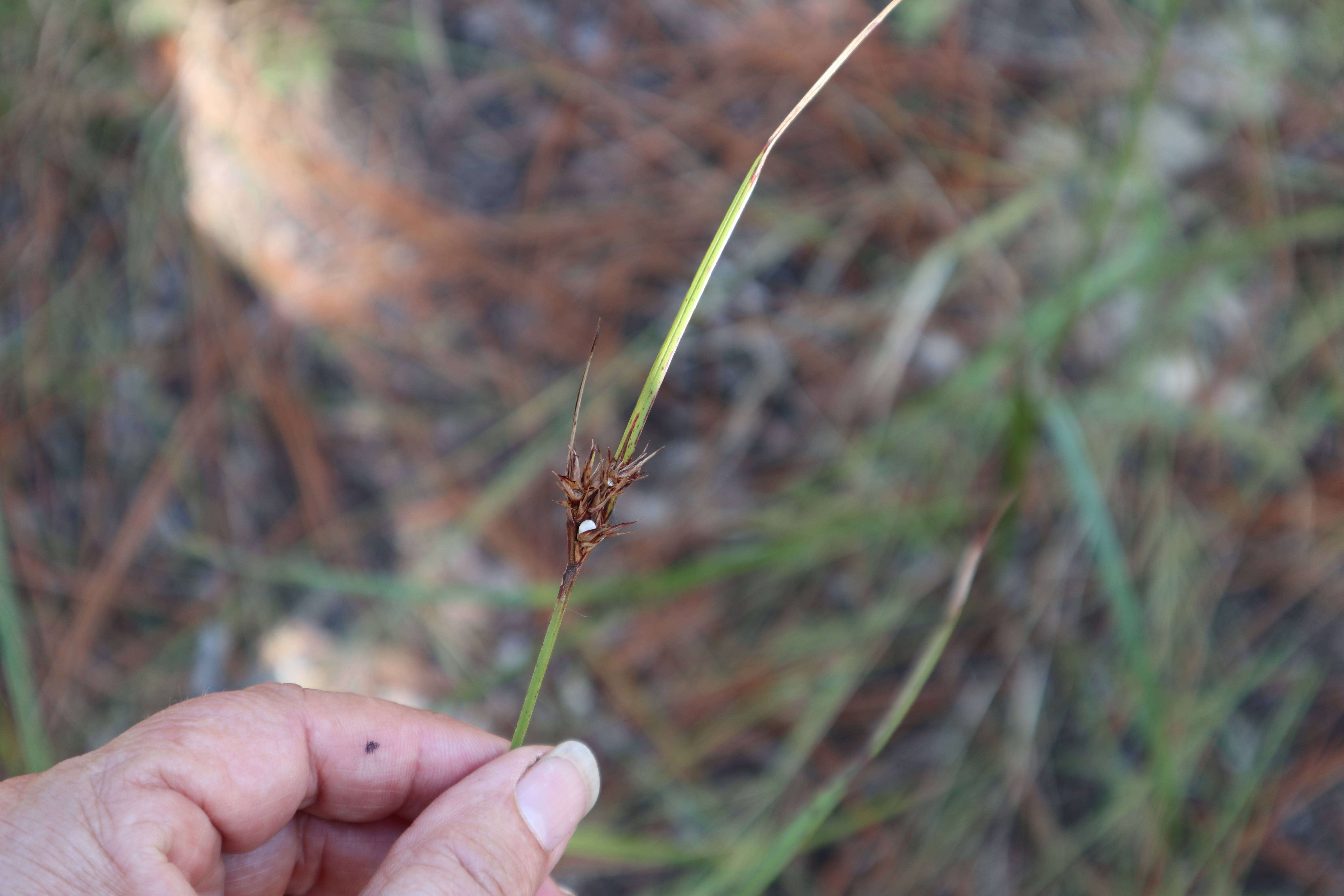 Imagem de Scleria triglomerata Michx.