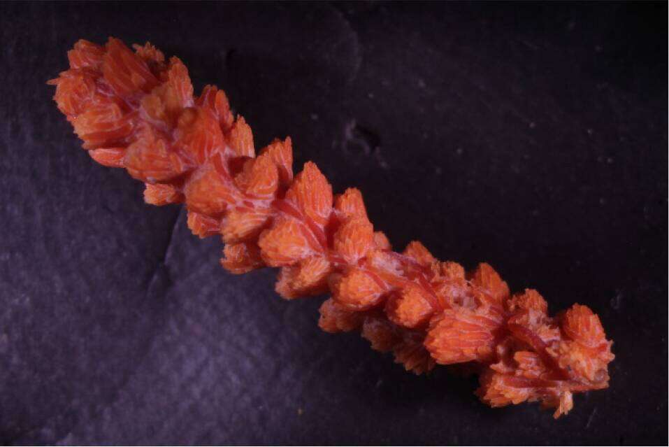 Image of pinnate spiny sea fan