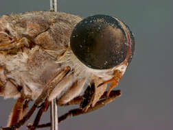 Image of Tabanus wilpattuensis Burger 1982