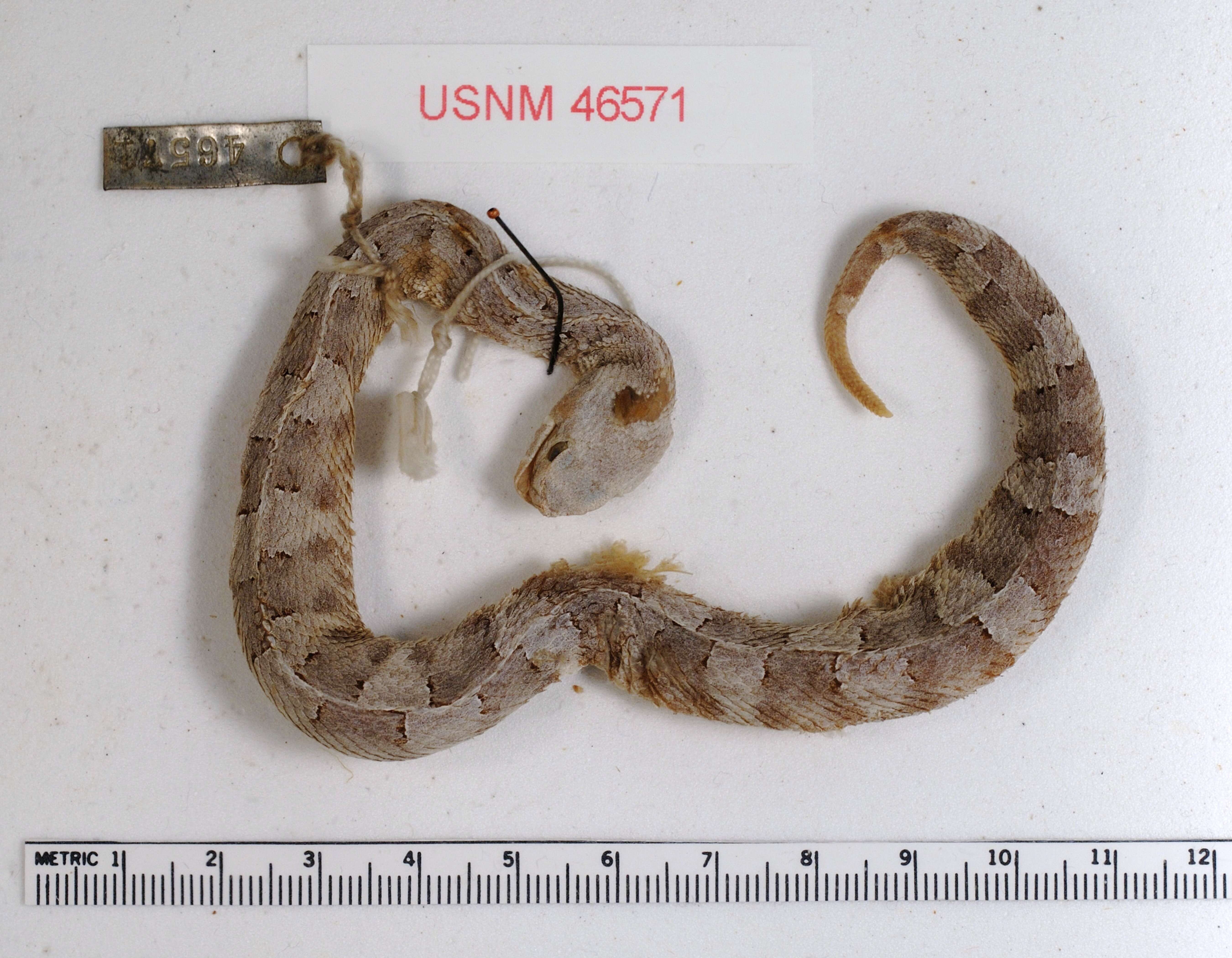 Image of Yucatán Hognose Viper