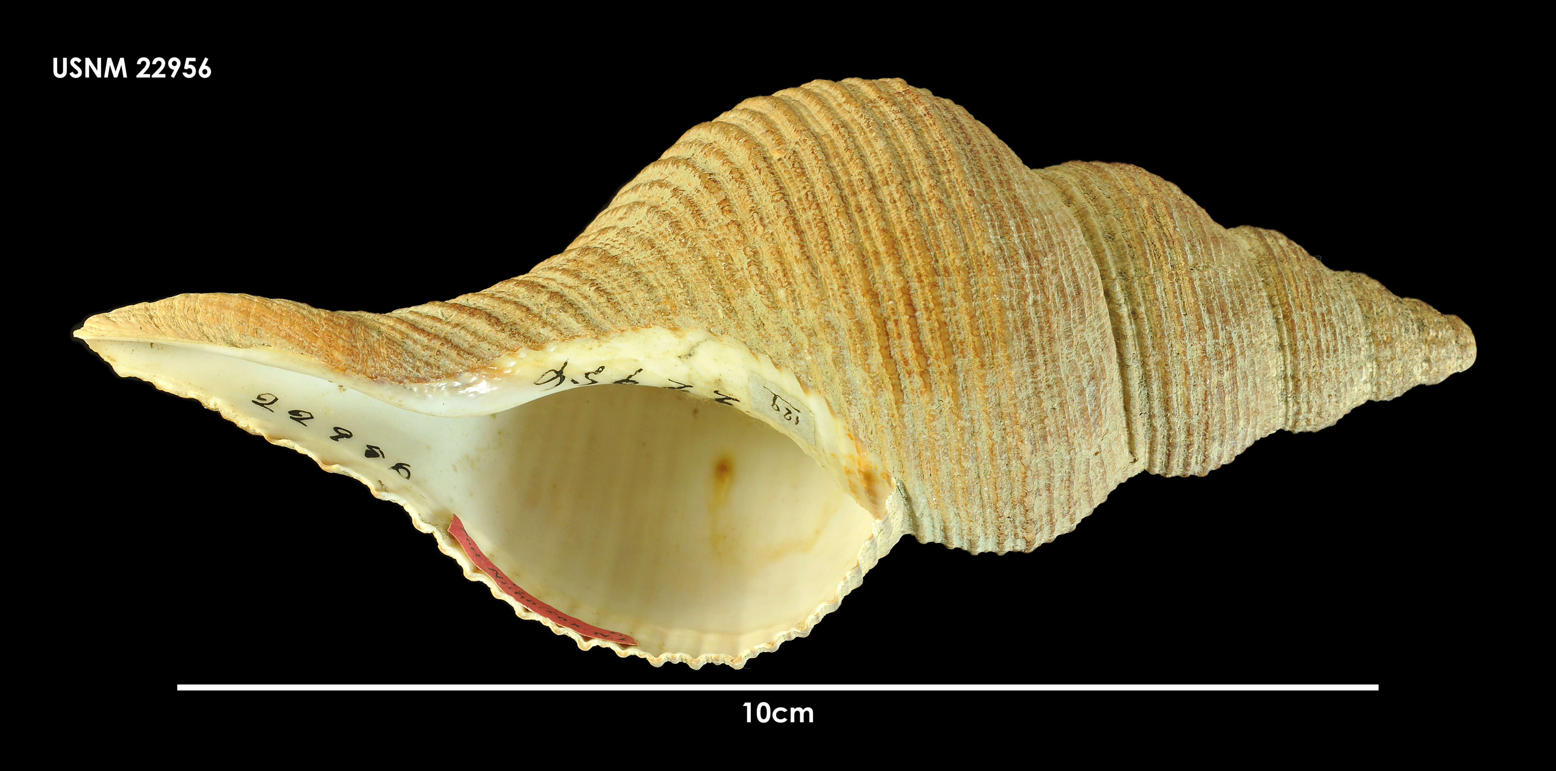 Sivun Penion sulcatus (Lamarck 1816) kuva