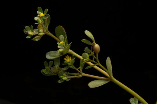 Image of common purslane