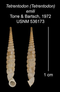 Sivun Tetrentodon emilii C. de la Torre & Bartsch 1972 kuva