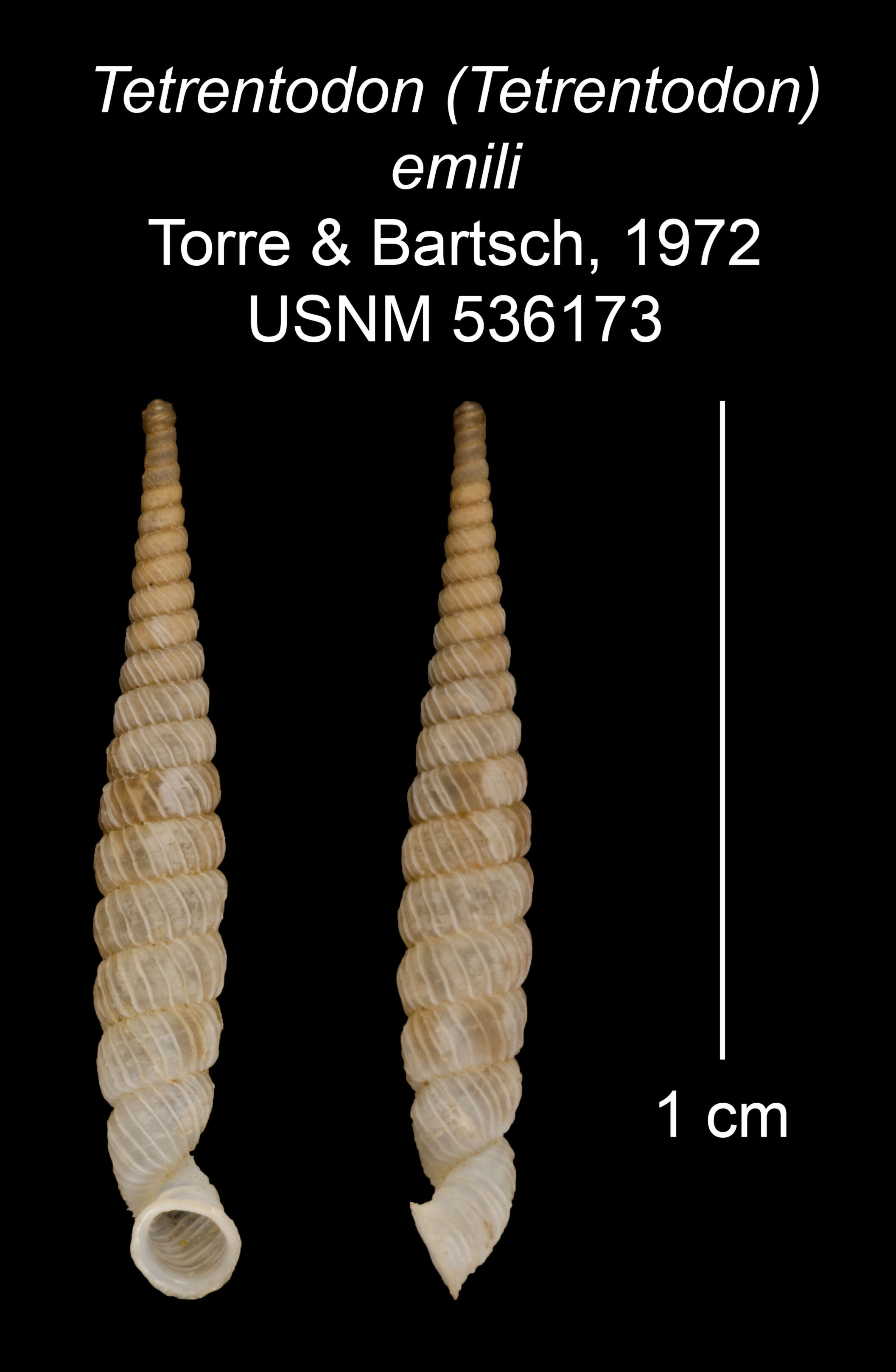 Sivun Tetrentodon emilii C. de la Torre & Bartsch 1972 kuva