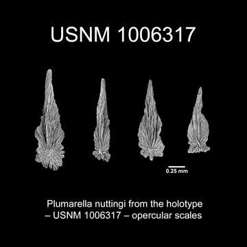 Plumarella nuttingi Cairns 2011 resmi