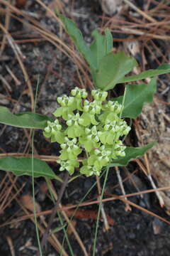 Asclepias tomentosa Ell. resmi