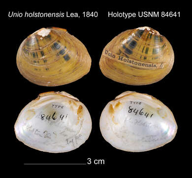 Image of Unio holstonensis I. Lea 1840