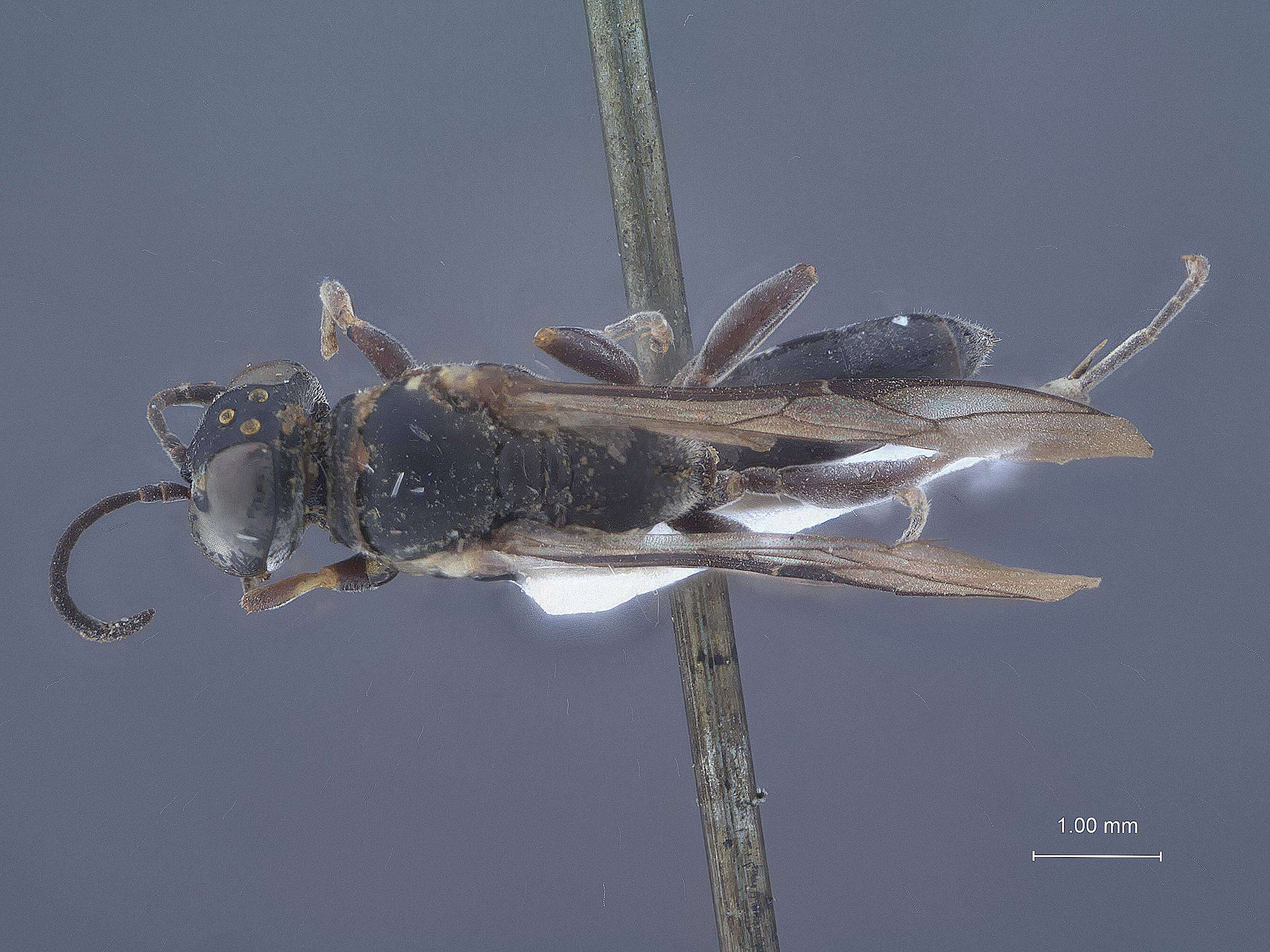 Image de Trypoxylon koreanum Tsuneki 1956