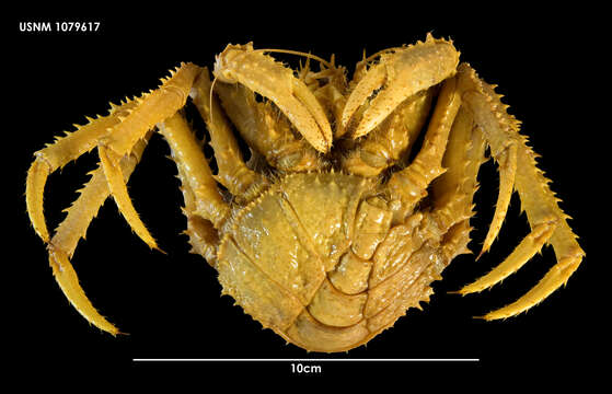 Plancia ëd Paralomis anamerae Macpherson 1988