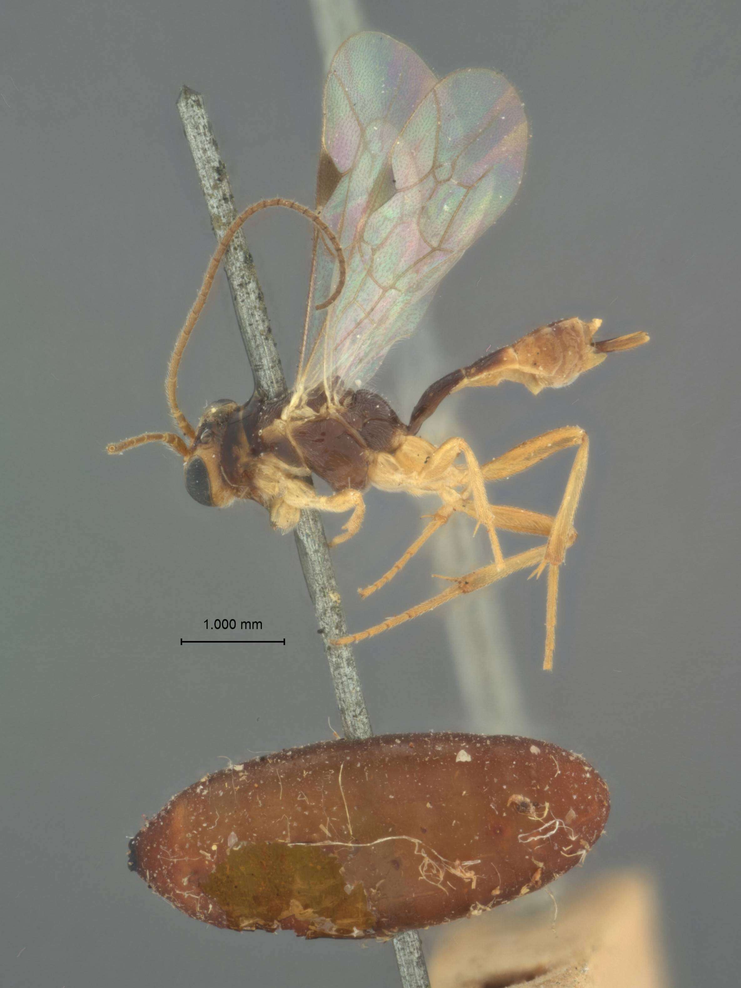 Image of Mesochorus tachinae Ashmead 1898