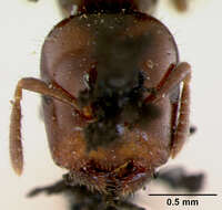 Image of Aphomomyrmex Emery 1899