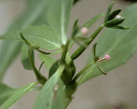 Image of Gongylocarpus rubricaulis Cham. & Schltdl.