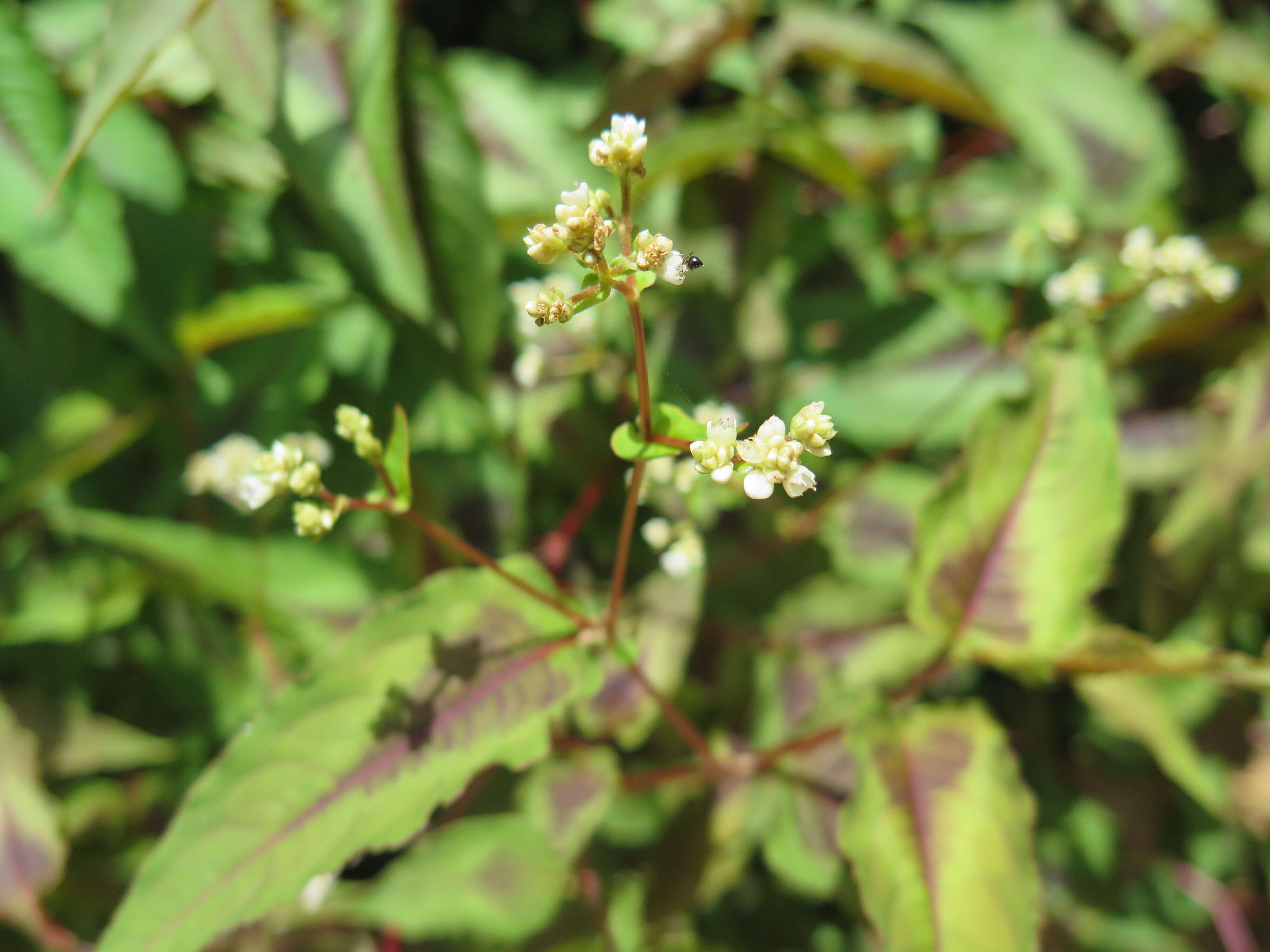 Image of Persicaria microcephala (Wall. ex D. Don) Sasaki