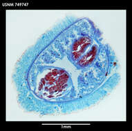 Image of Dorymenia interposita Salvini-Plawen 1978