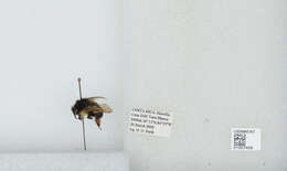 Image of Bombus ephippiatus Say 1837