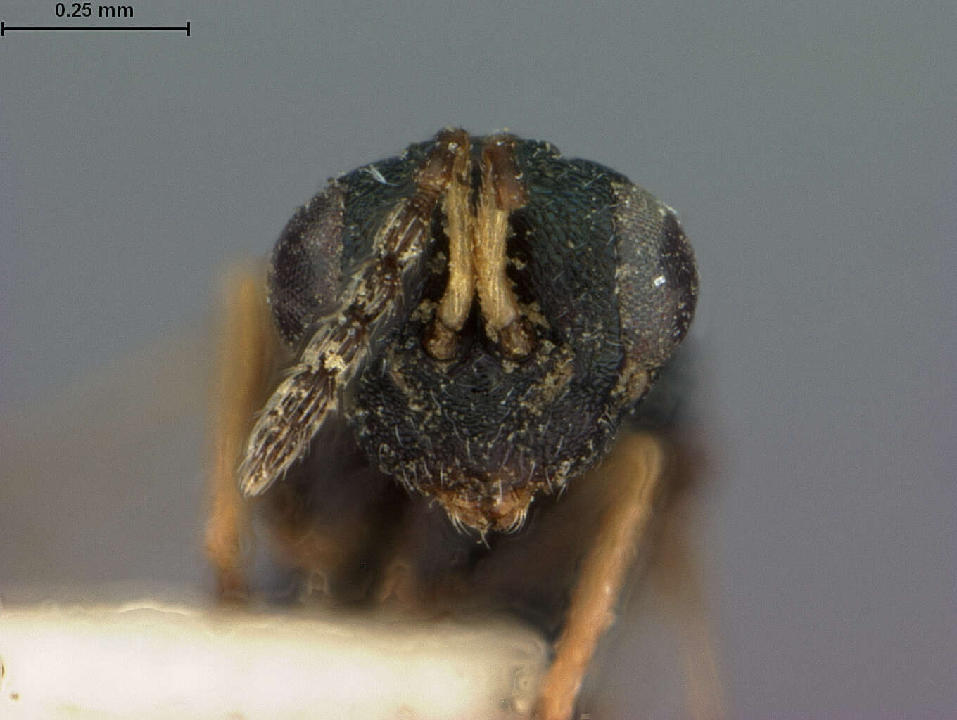 Image of Galeopsomyia haemon (Walker 1847)