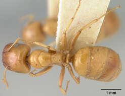 Image of Camponotus elysii Mann 1919