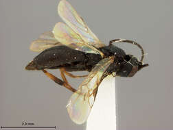 Image of Chelonus aculeatus Ashmead 1890