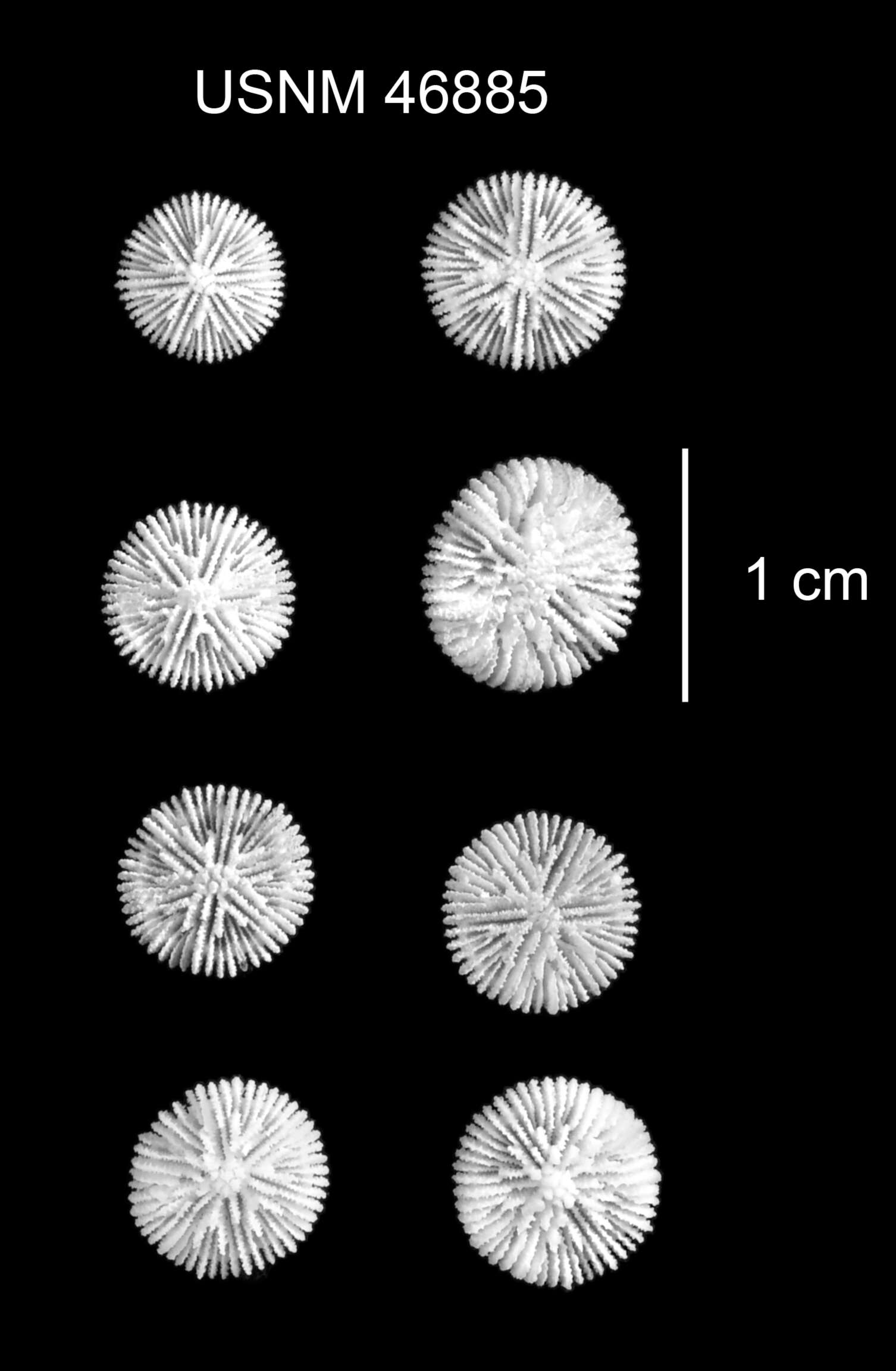 Image of Deltocyathus pourtalesi Cairns 1979
