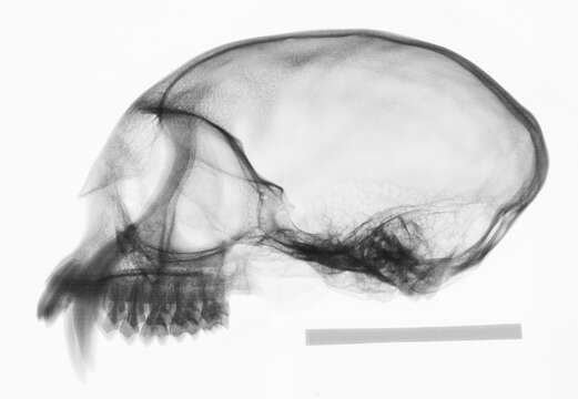 Image of Presbytis sumatrana (Müller & Schlegel 1841)