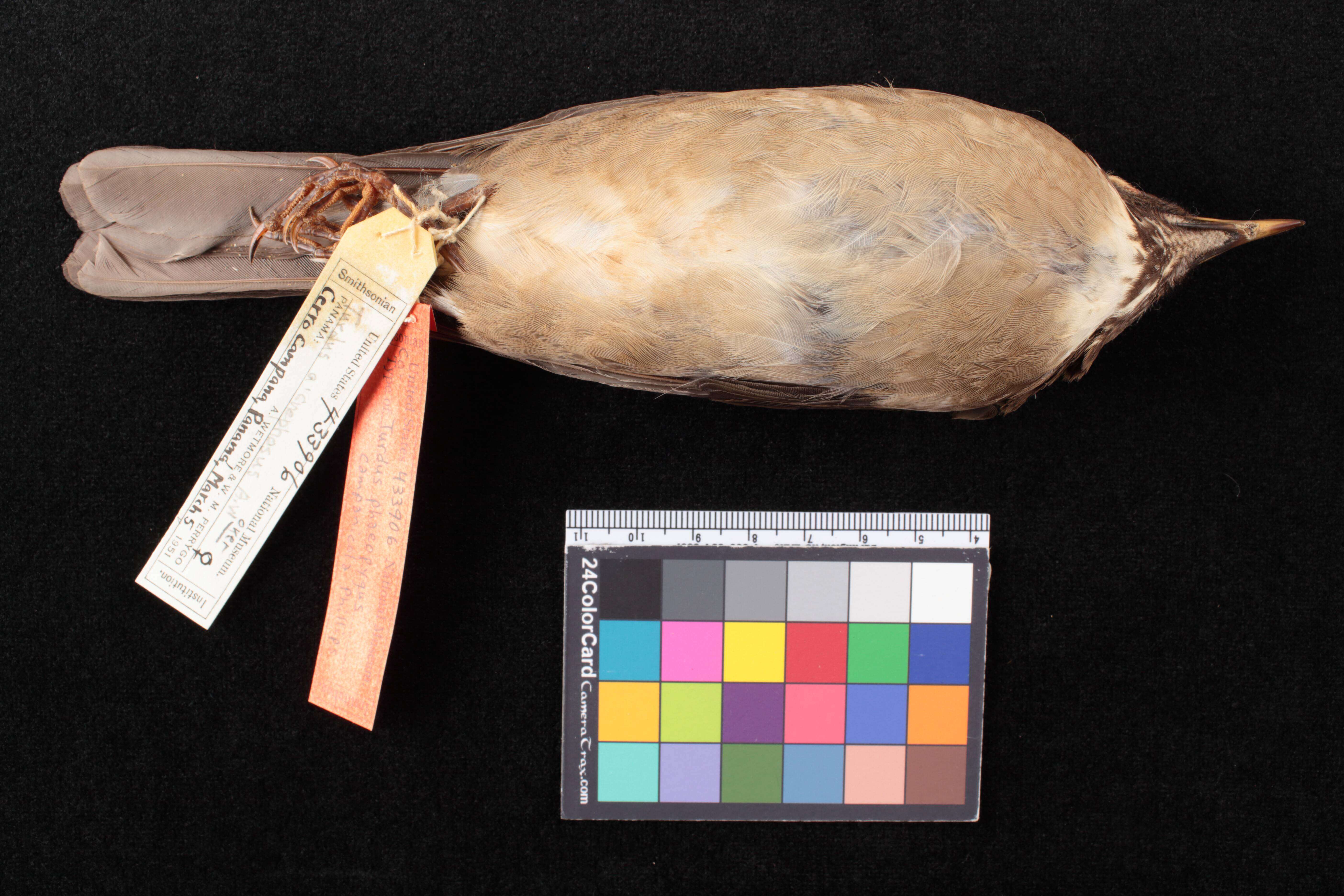 Image de Turdus assimilis campanicola Phillips & AR 1991