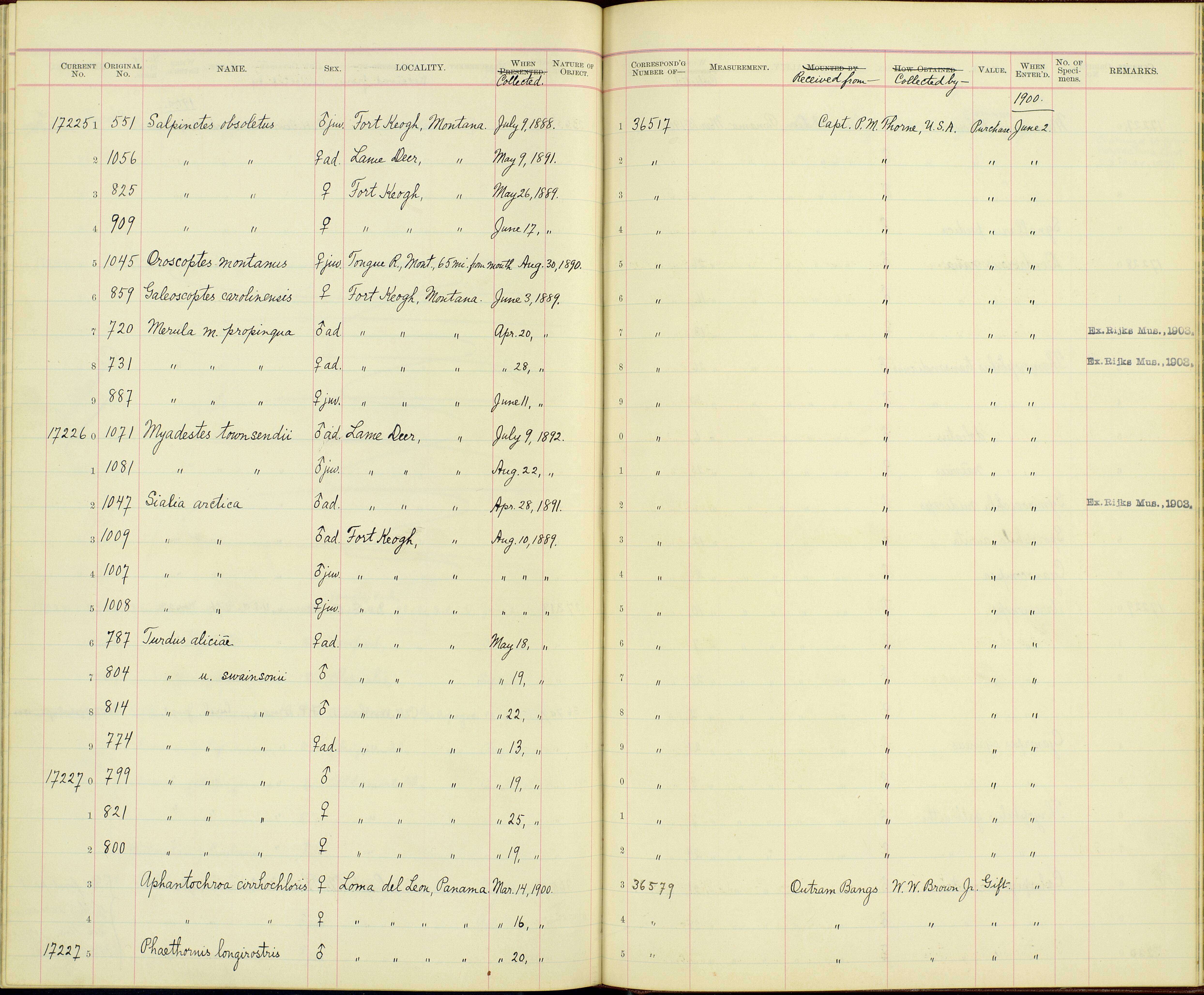 Plancia ëd Oreoscoptes Baird & SF 1858