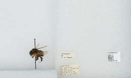 Image of Bombus ephippiatus Say 1837