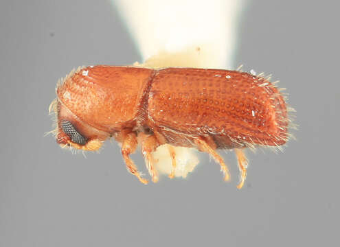 Image of Pityophthorus perexiguus Wood 1976