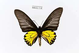 Image of Golden Birdwing Butterfly