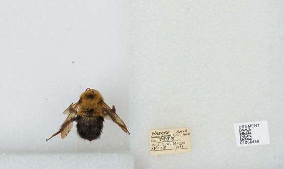 صورة Bombus bimaculatus Cresson 1864