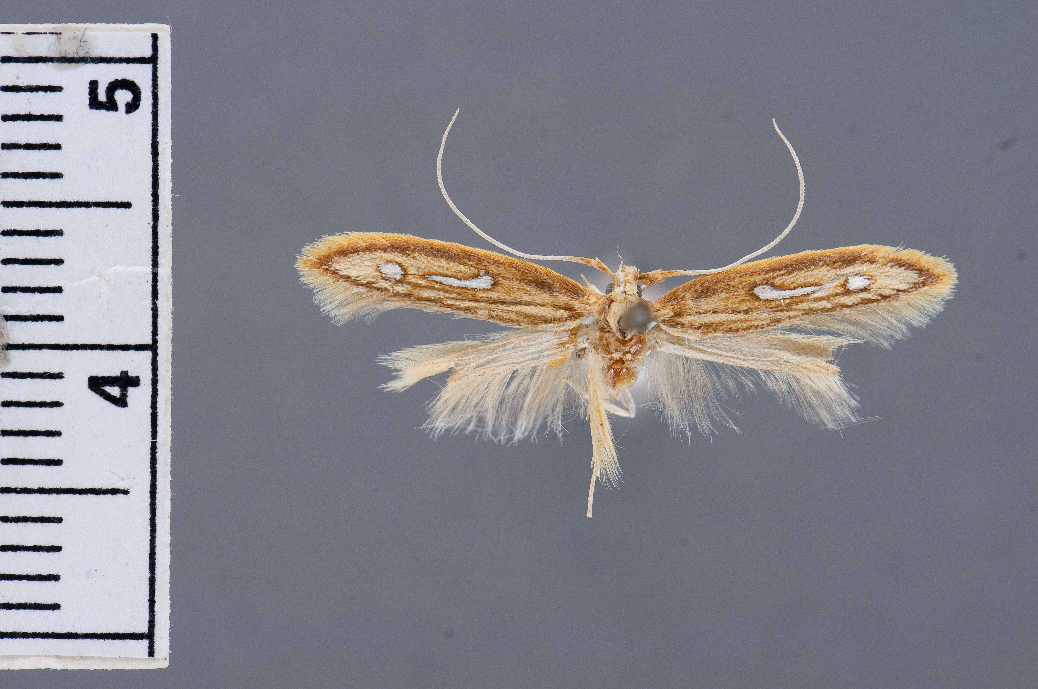 Image of Exclamation Moth