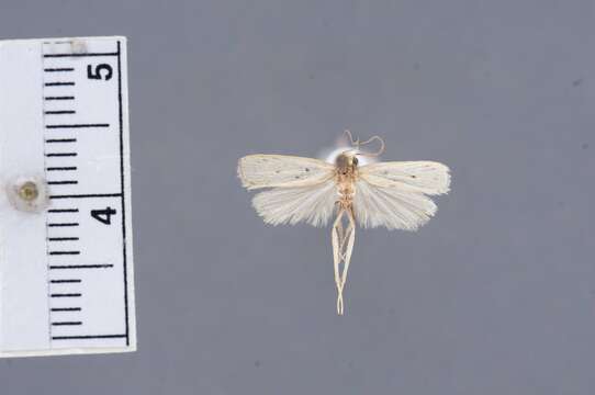 Image of Odites apicalis Diakonoff 1967