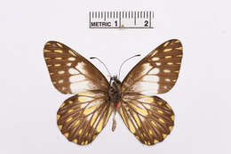 Image of Catasticta prioneris (Hopffer 1874)