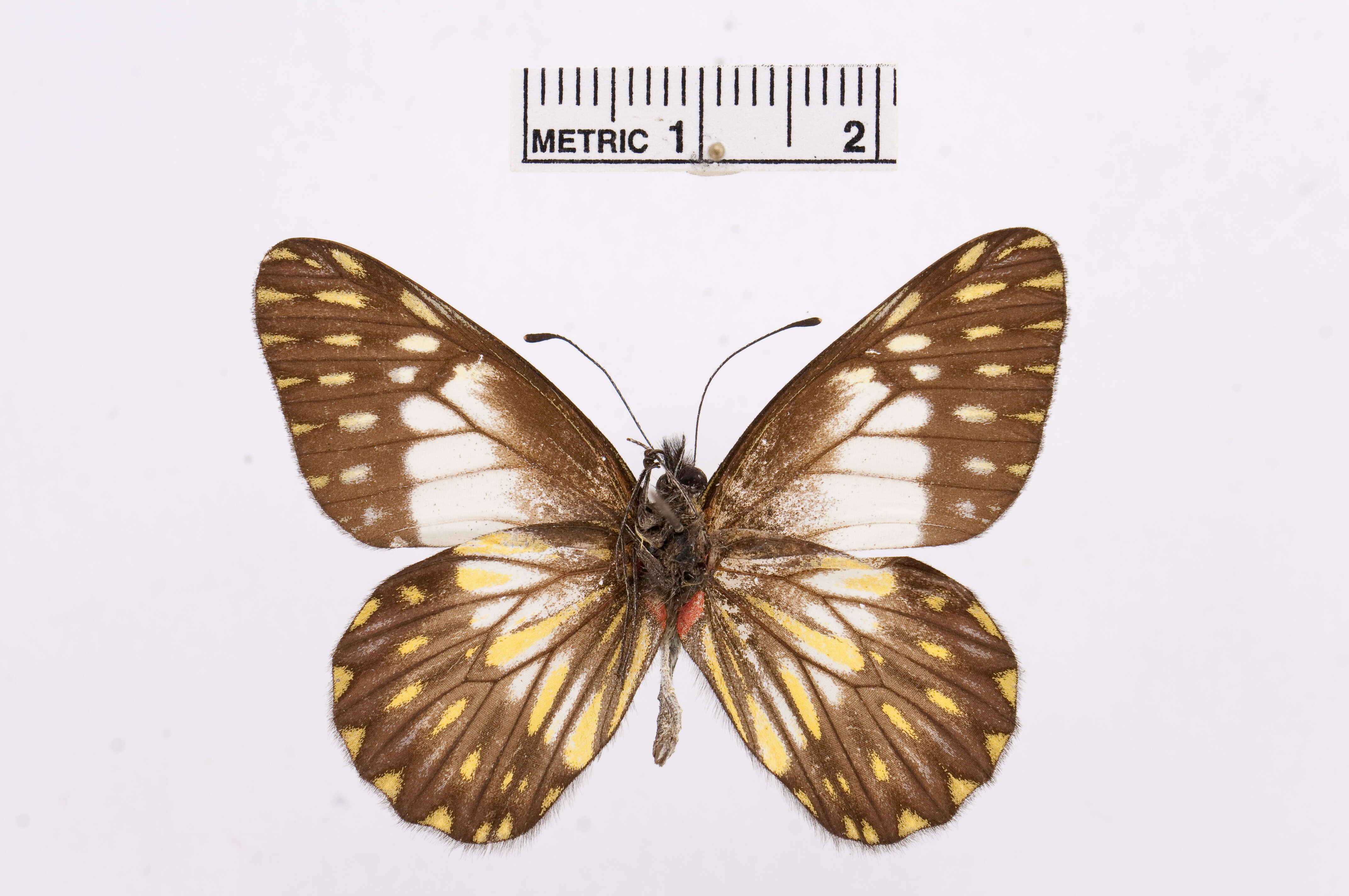 Image of Catasticta prioneris (Hopffer 1874)