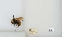 Слика од Bombus appositus Cresson 1879