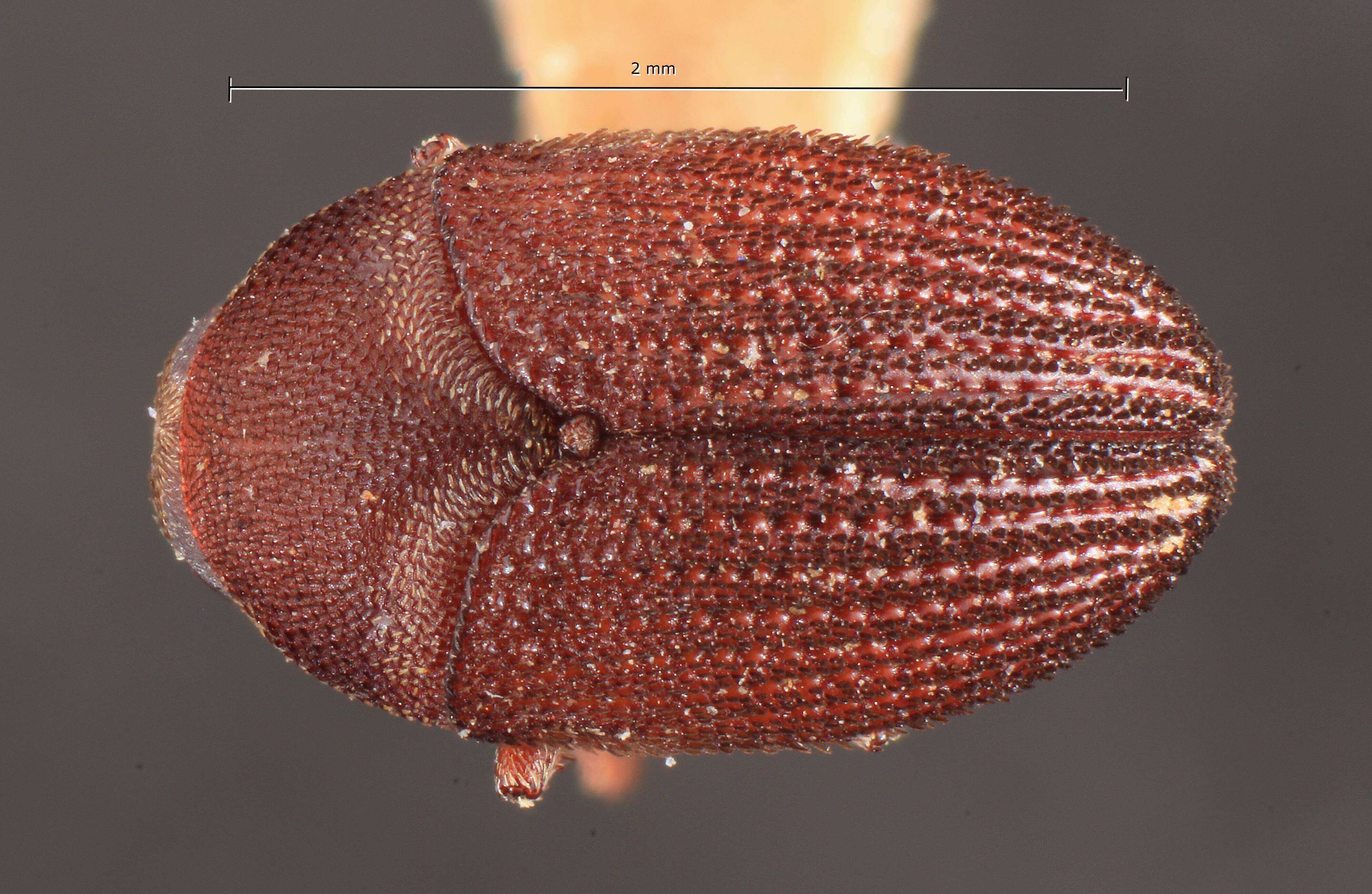 Hylesinus persimilis Eggers 1927 resmi