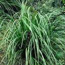 Image of Kauai sawsedge