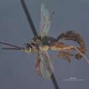 Image of Lissonota rubrica (Cresson 1870)