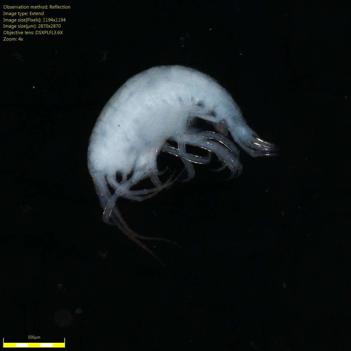 Image of Amphipoda