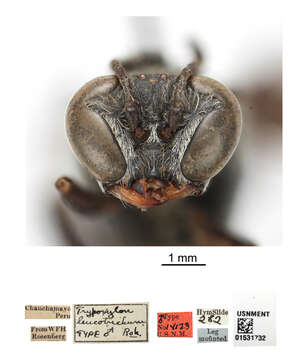 Image de Trypoxylon albitarse Fabricius 1804