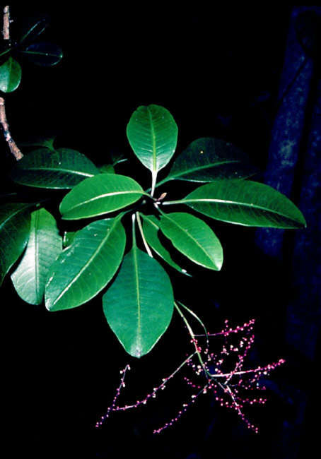 Plancia ëd Charpentiera ovata var. ovata