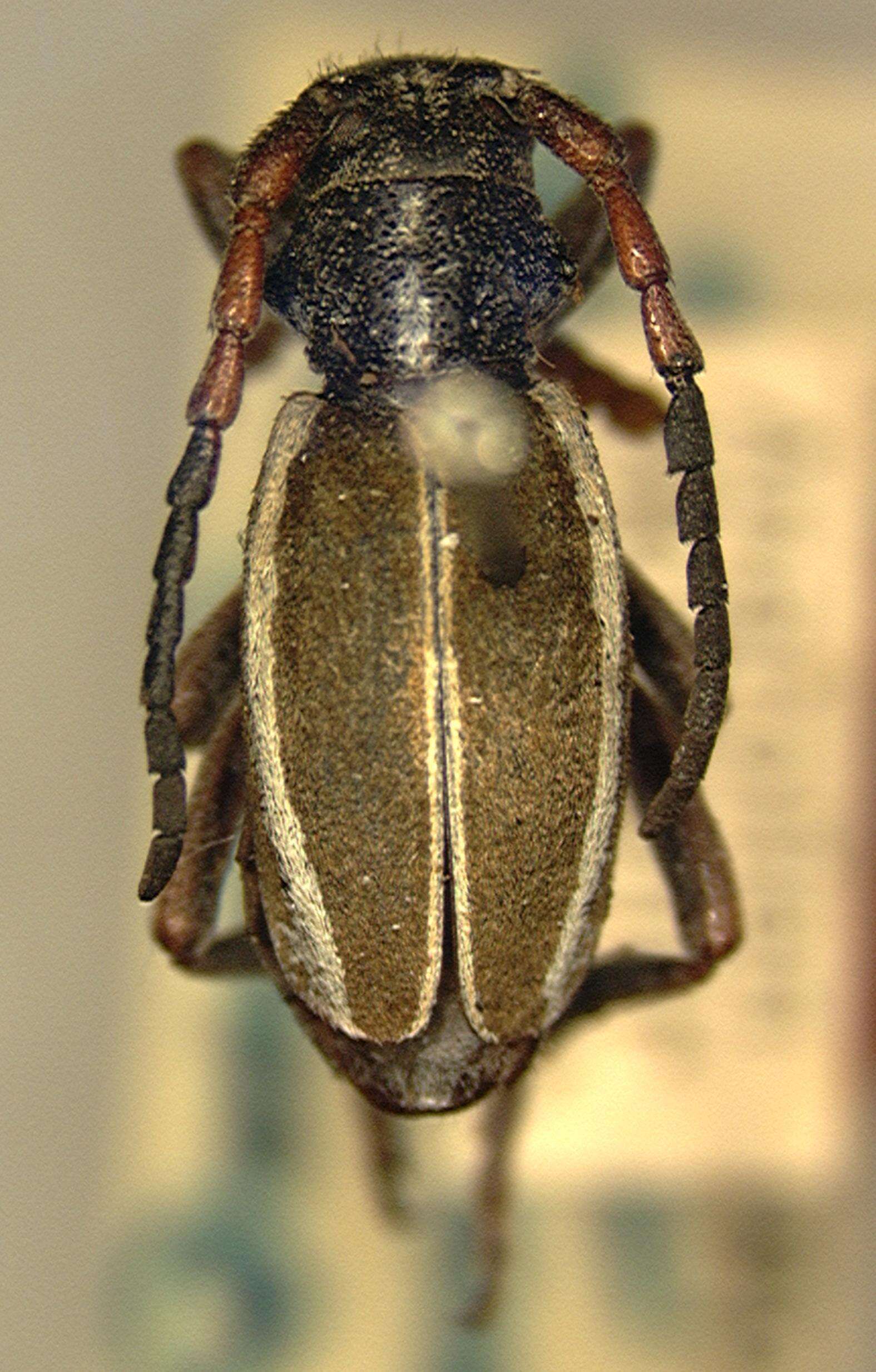 Image of Dorcadion (Cribridorcadion) pseudocinctellum Breuning 1943