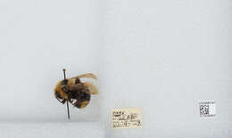 Image de Bombus insularis (Smith 1861)