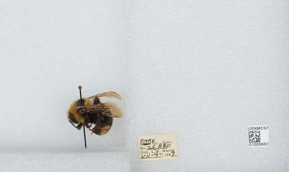 Image de Bombus insularis (Smith 1861)