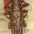 Image of Grammoechus bipartitus (Ritsema 1890)