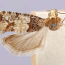 Image of Eucosma monitorana Heinrich 1920