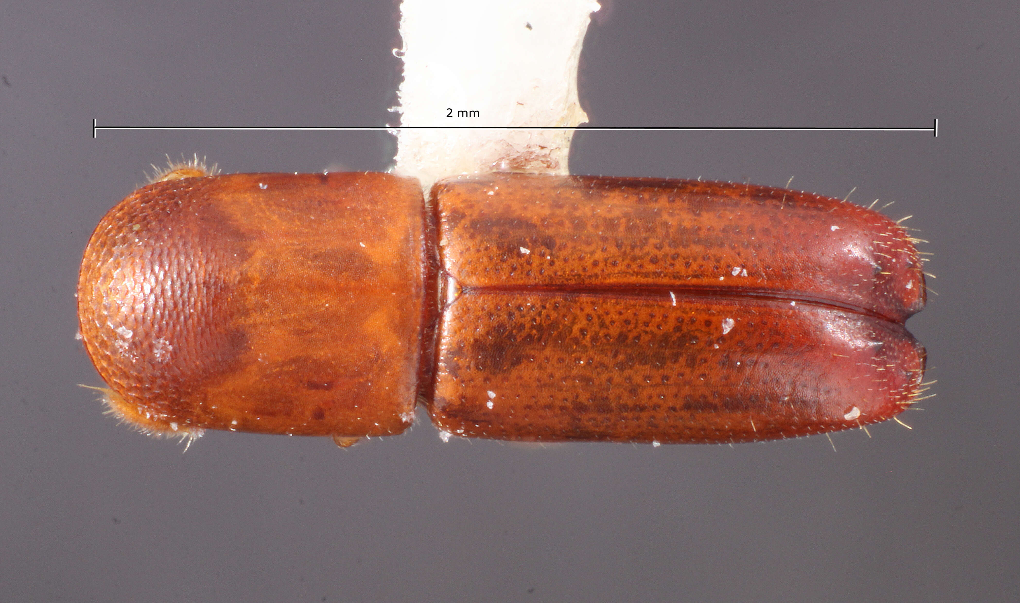 Image of Monarthrum septulosum Wood 2007